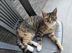 Te koop louna kat net 1jaar, Dieren en Toebehoren, Poes, Kortharig, 0 tot 2 jaar