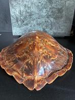 Martinique-schildpad, Ophalen of Verzenden