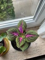 kamerplant, Ophalen