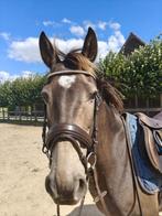 Lieve, knappe D pony te koop!, Dieren en Toebehoren, Pony's, B, 7 tot 10 jaar, Recreatiepony, D pony (1.37m tot 1.48m)