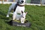 Bull terrier pups klein blijvend, Dieren en Toebehoren, Honden | Jack Russells en Terriërs, Bull Terriër, 15 weken tot 1 jaar