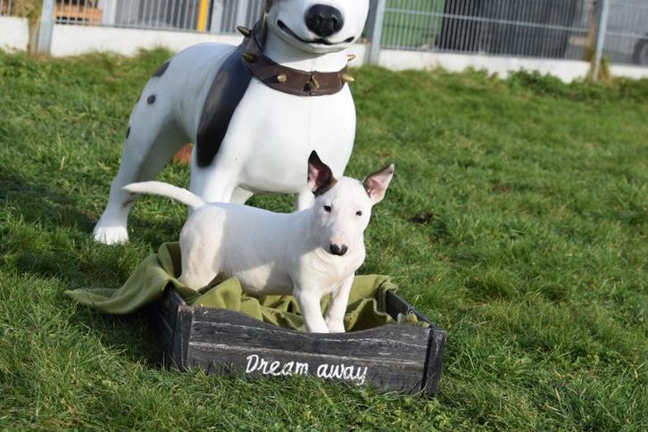 Bull terrier pups klein blijvend, Dieren en Toebehoren, Honden | Jack Russells en Terriërs, Meerdere dieren, Bull Terriër, Fokker | Professioneel