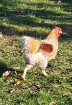 Coq wyandotte naine doré liseré