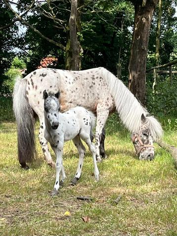 Appaloosa hengstenveulentje (Lauwke x Faramir) beschikbaar voor biedingen