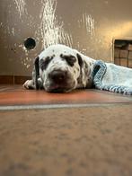 Dalmatier pups, Dieren en Toebehoren, Honden | Beagles, Bassets en Lopende honden, België, Particulier, Dalmatiër, Reu