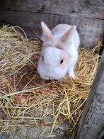 Dwergkonijn, Dieren en Toebehoren, 6 tot 8 jaar