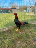 Hint shamo, Mâle, Poule ou poulet