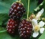 Boysenbes, Tuin en Terras, Ophalen
