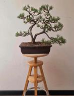 Gezonde Bonzai pinus mugo - 17 jaar, Bloeit niet, Minder dan 100 cm, Ophalen, Volle zon