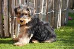 Prachtige Welsh terriër pups, Dieren en Toebehoren, België, Overige rassen, CDV (hondenziekte), 8 tot 15 weken