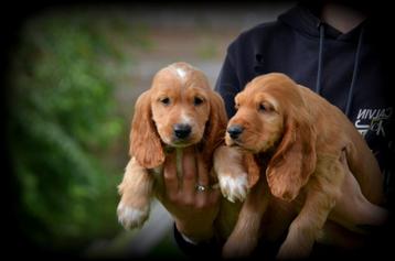 Chiots Cocker Spaniel anglais