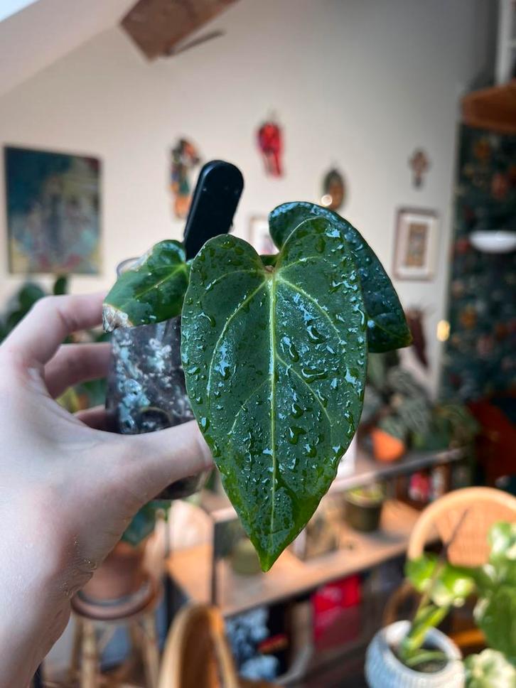 Anthurium Dark Phoenix, Huis en Inrichting, Kamerplanten, Ophalen