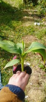 Musa Basjoo tuinbanaan (winterhard), Ophalen, Lente