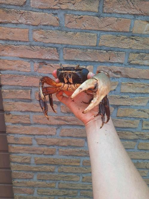 Afrikaanse landkrabben, Dieren en Toebehoren, Reptielen en Amfibieën