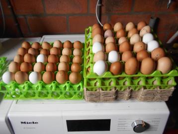 verse eieren beschikbaar voor biedingen