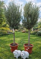Olijfboom Olea Europaea - op voorraad, Jardin & Terrasse, Enlèvement, Olivier