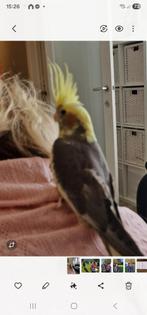 Couple de callopsites, Dieren en Toebehoren, Parkiet, Tam