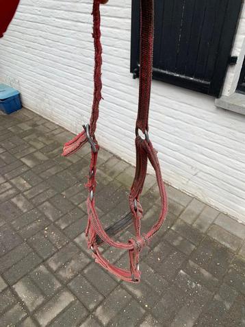 Ponyhalster beschikbaar voor biedingen