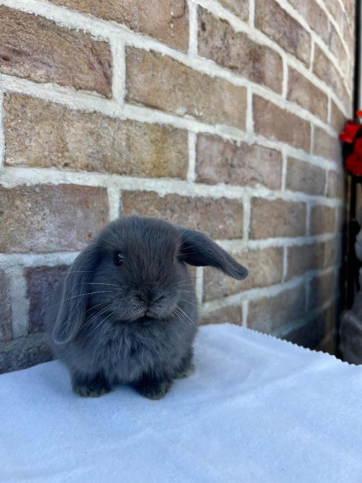 Minilop X NHD voedstertje, Dieren en Toebehoren, Konijnen, Klein, Vrouwelijk, 0 tot 2 jaar, Hangoor