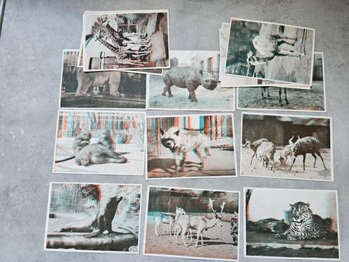 Kuifje's bons De zoo van Antwerpen 3D reeks compleet 20 pren, Verzamelen, Foto's en Prenten, Zo goed als nieuw, Prent, Dier, 1940 tot 1960