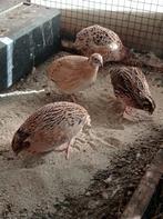 Japanse Kwartel Haan (Mannetjes), Dieren en Toebehoren, Pluimvee