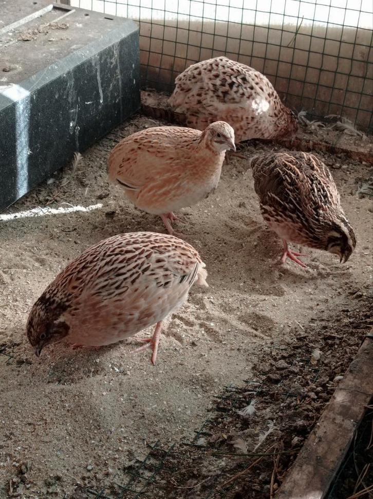 Japanse Kwartel Haan (Mannetjes), Dieren en Toebehoren, Pluimvee