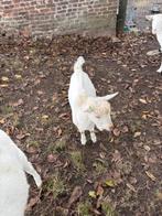 saanen geitenbok, Dieren en Toebehoren, Schapen, Geiten en Varkens, Mannelijk, Geit, 0 tot 2 jaar