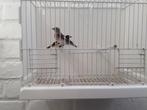 Tarin  de  Vénézuela ., Dieren en Toebehoren, Mannelijk, Tropenvogel, Geringd