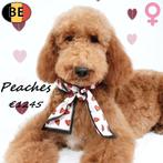 Peaches, Caniche Royal - magnifique femelle à vendre, Animaux & Accessoires, Chiens | Chihuahuas & Chiens de compagnie, 15 semaines à 1 an