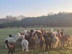 Alpaca’s te koop, Dieren en Toebehoren