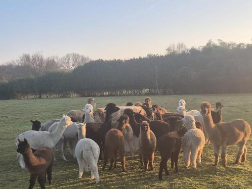 Alpaca’s te koop, Dieren en Toebehoren, Overige Dieren
