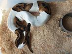 0.1 Python regius piebald 100het albino nk21, Dieren en Toebehoren, Reptielen en Amfibieën, Slang, 3 tot 6 jaar