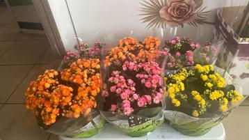 Kalanchoe pot hoogte 24cm 4,50€ beschikbaar voor biedingen