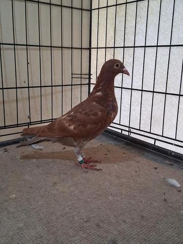 Pigeon voyageur de couleur