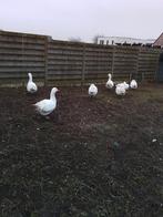 Gazen te koop mannetje    en vrouwtje, Dieren en Toebehoren, Pluimvee