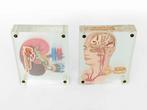 anatomische objecten in plexiglas, Verzenden