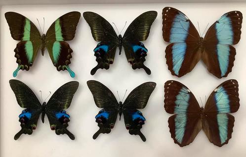 Geprepareerde VLINDERS, 12€ / specimen, Verzamelen, Dierenverzamelingen, Zo goed als nieuw, Ophalen of Verzenden