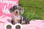 Teckel pups verschillende kleuren, België, 8 tot 15 weken, Korthaar, Dwerg