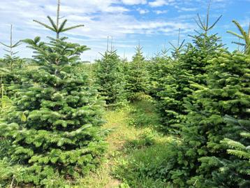 Sapins de Noël. Nordman, épicéa, fraseris, pungen, Enlèvement