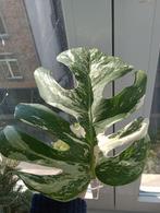 Bouture Monstera variegata, Maison & Meubles, Plantes d'intérieur, Enlèvement ou Envoi