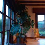 Monstera XXL, Enlèvement