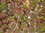 Planten en struiken van hobbykweek, Tuin en Terras, Planten | Struiken en Hagen, Ophalen, Overige soorten