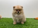 Pomeriaan pups, Dieren en Toebehoren, België, Keeshond, 8 tot 15 weken, Parvo