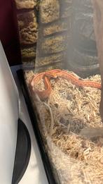 Korenslang 4 maand jong, Serpent, Avec terrarium