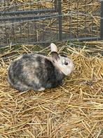 Lapin, Mâle, Taille moyenne, 0 à 2 ans