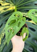 Monstera Obliqua ‘Cenepa’, Enlèvement ou Envoi