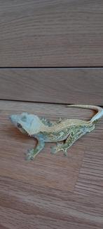 1.0 Bewezen High White Tri Drippy Het EB wimpergekko man, Hagedis, Tam, 3 tot 6 jaar