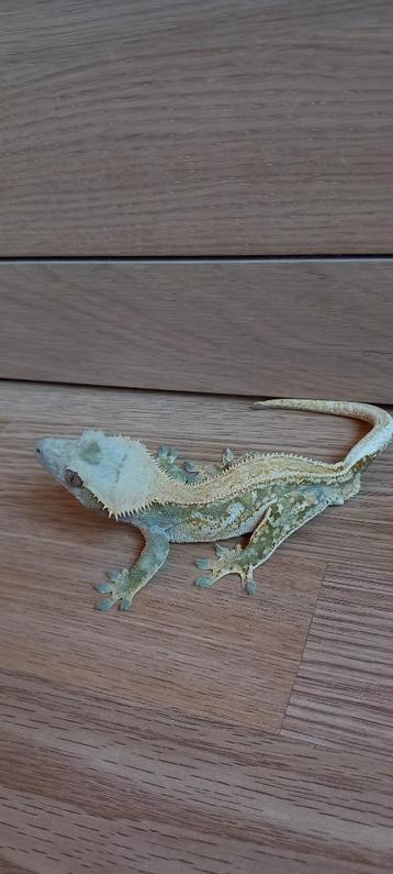 1.0 Bewezen High White Tri Drippy Het EB wimpergekko man  beschikbaar voor biedingen