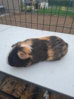 6 Cavia's, Cavia, Augustus, Meerdere dieren, Tam