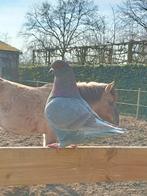 King duif doffer 2025, Mannelijk